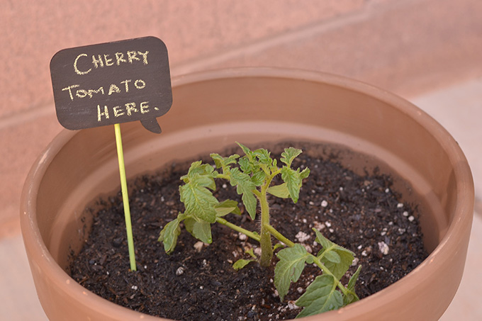 Write Your DIY Plant Labels with Chalk